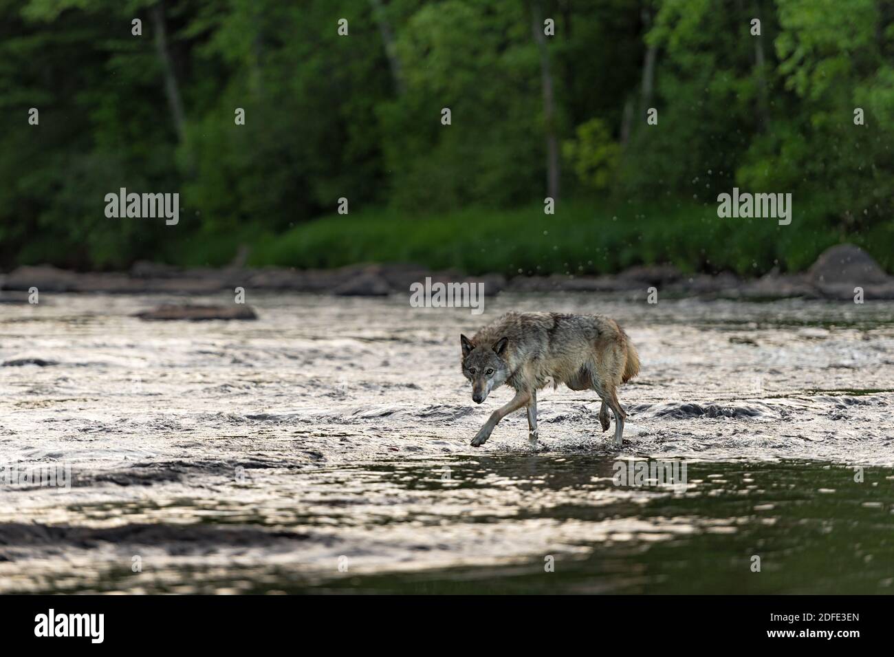 Grey Wolf (Canis lupus) Looks Out While Crossing River Summer - captive ...