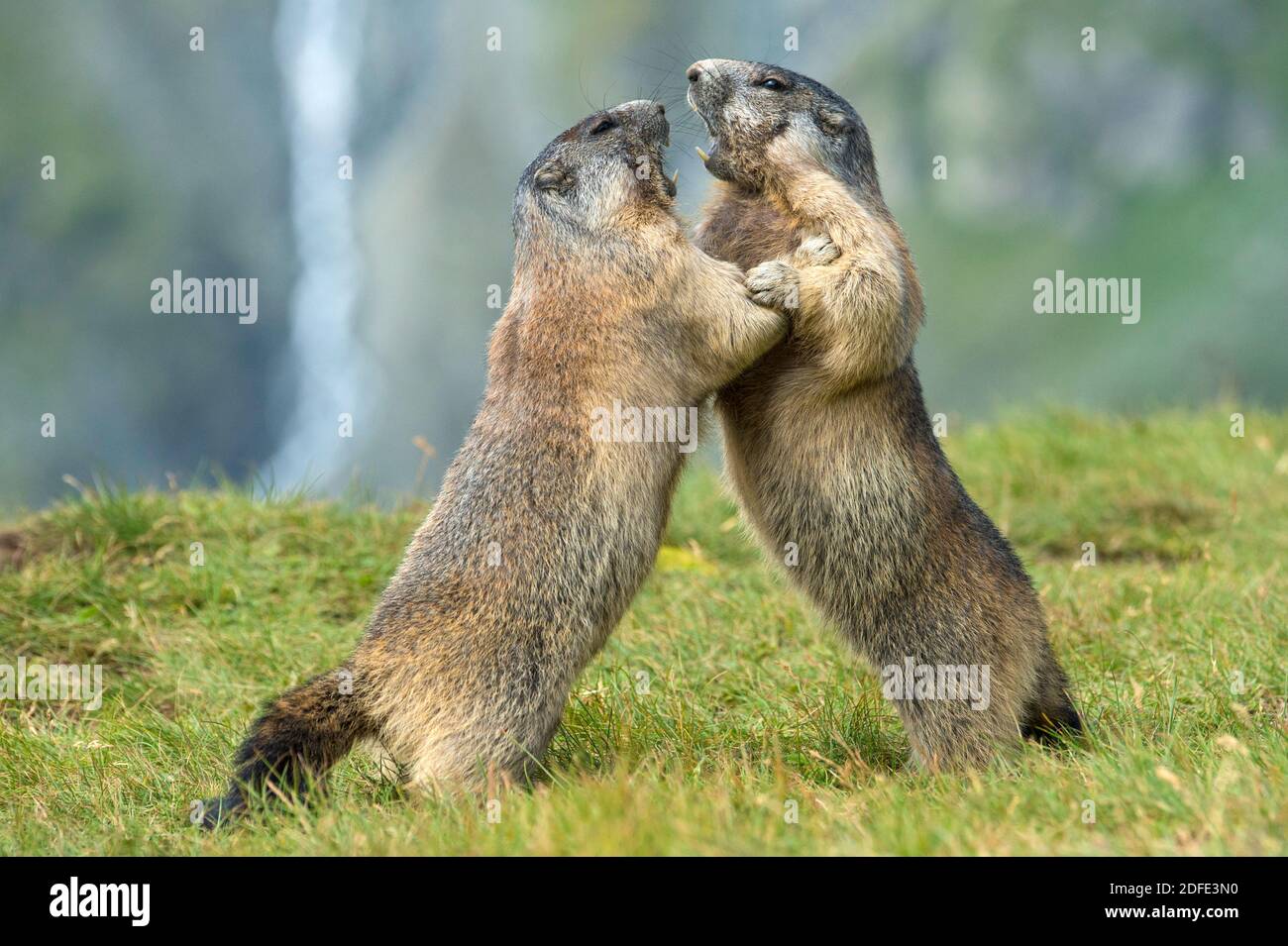 Österreich, Hohe Tauern, Spielende Murmeltiere, (Marmota marmota), Stock Photo