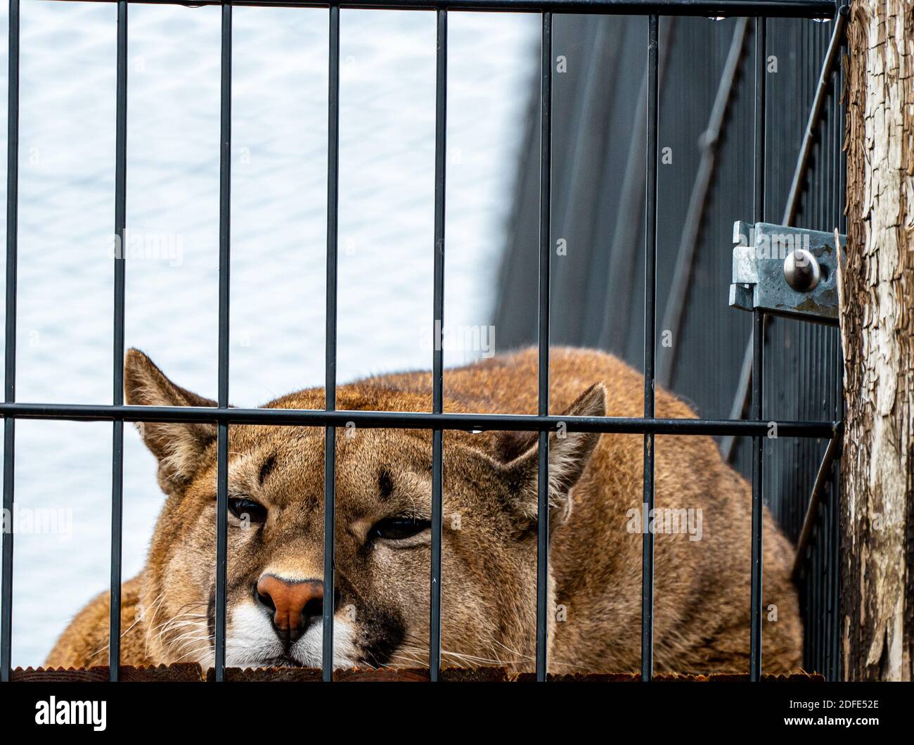Large captive mountain lion or puma, relaxing in a cage. . High quality photo Stock Photo