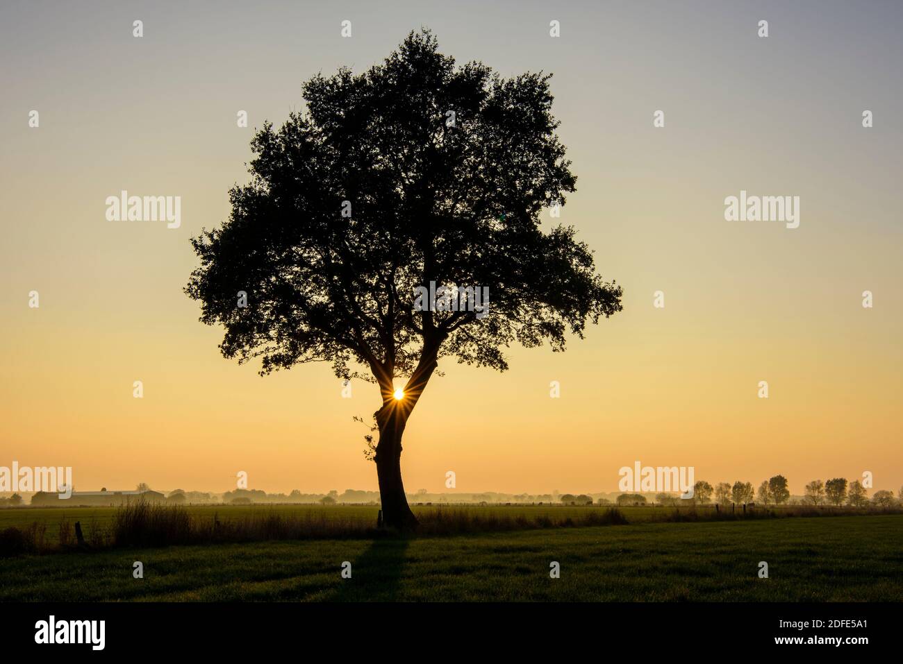 Baum im Boller Moor bei Sonnenuntergang Stock Photo