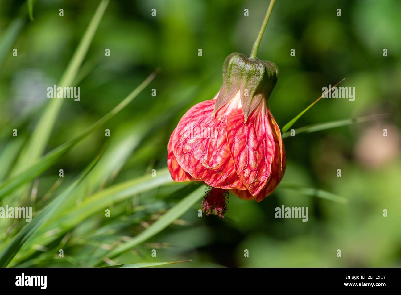 Close up of a Chinese lantern (abutilon pictum) flower in bloom Stock Photo
