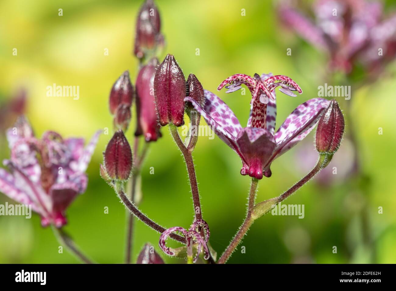 Close up of toad lily (tricyrtis hirta) flowers in bloom Stock Photo