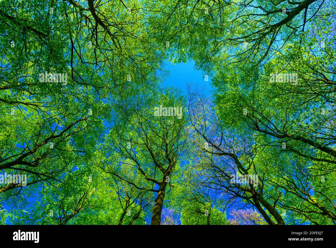 Blätterdach einer Buche im Herbst, (Fagus sylvatica), Ritbuchen, Stock Photo