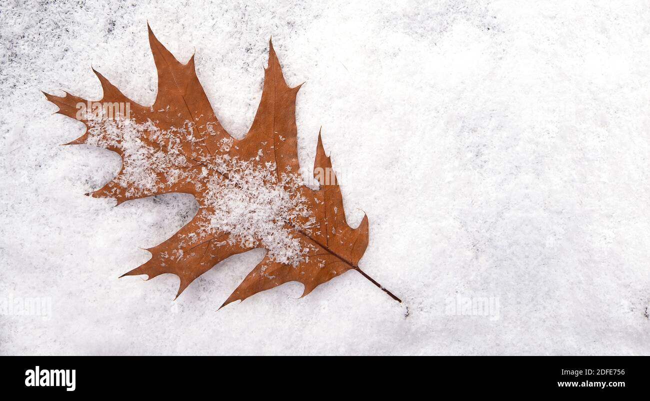 Maple leaf on snowy surface, autumn or winter layout with space for text, top view, postcard Stock Photo
