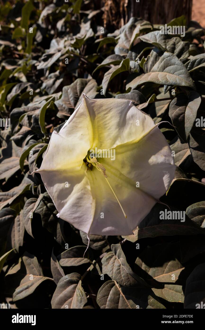 Datura, aka Moonflower, Datura innoxia, growing in Pipe Spring National Monument, Arizona, USA Stock Photo