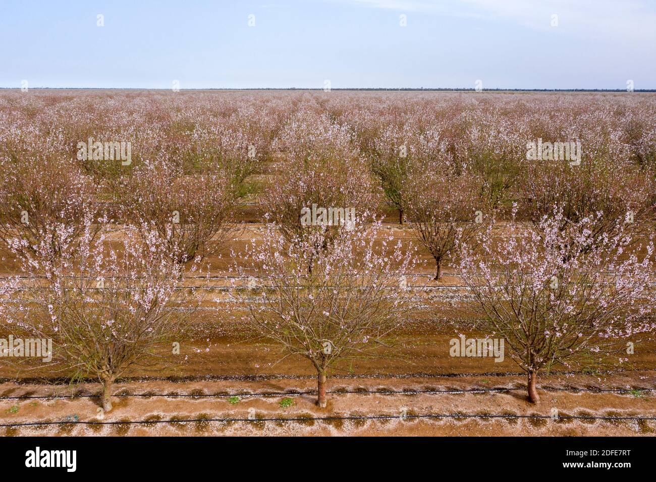 Fruit trees in full bloom hi-res stock photography and images - Alamy