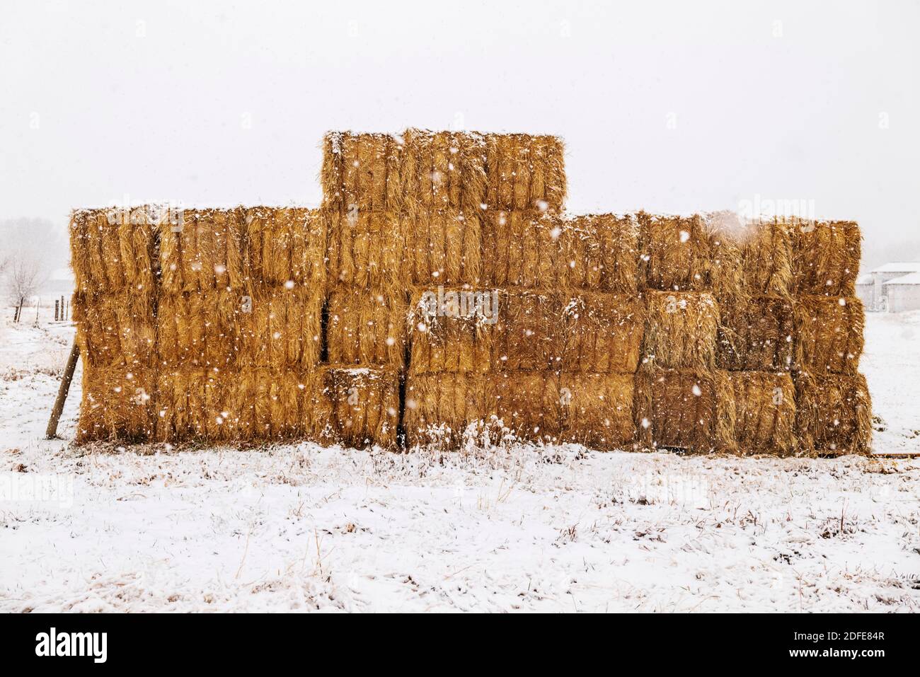 Hay bales stacked for winter use; snowstorm; Vandaveer Ranch; near Salida; Colorado; USA Stock Photo