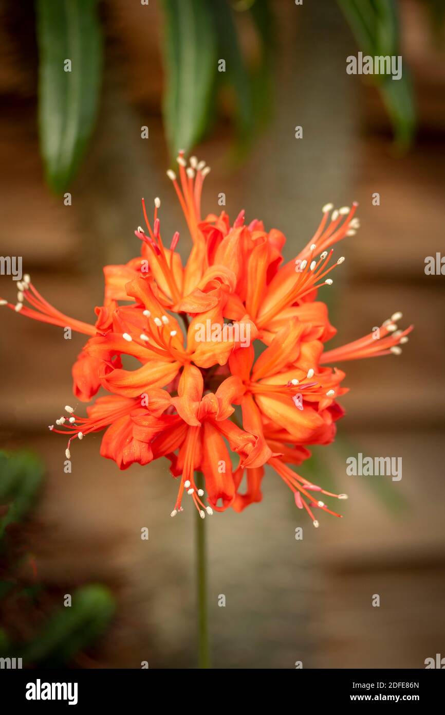 Nerine ‘Angela Limerick’ flower showing pattern in flowerhead Stock ...