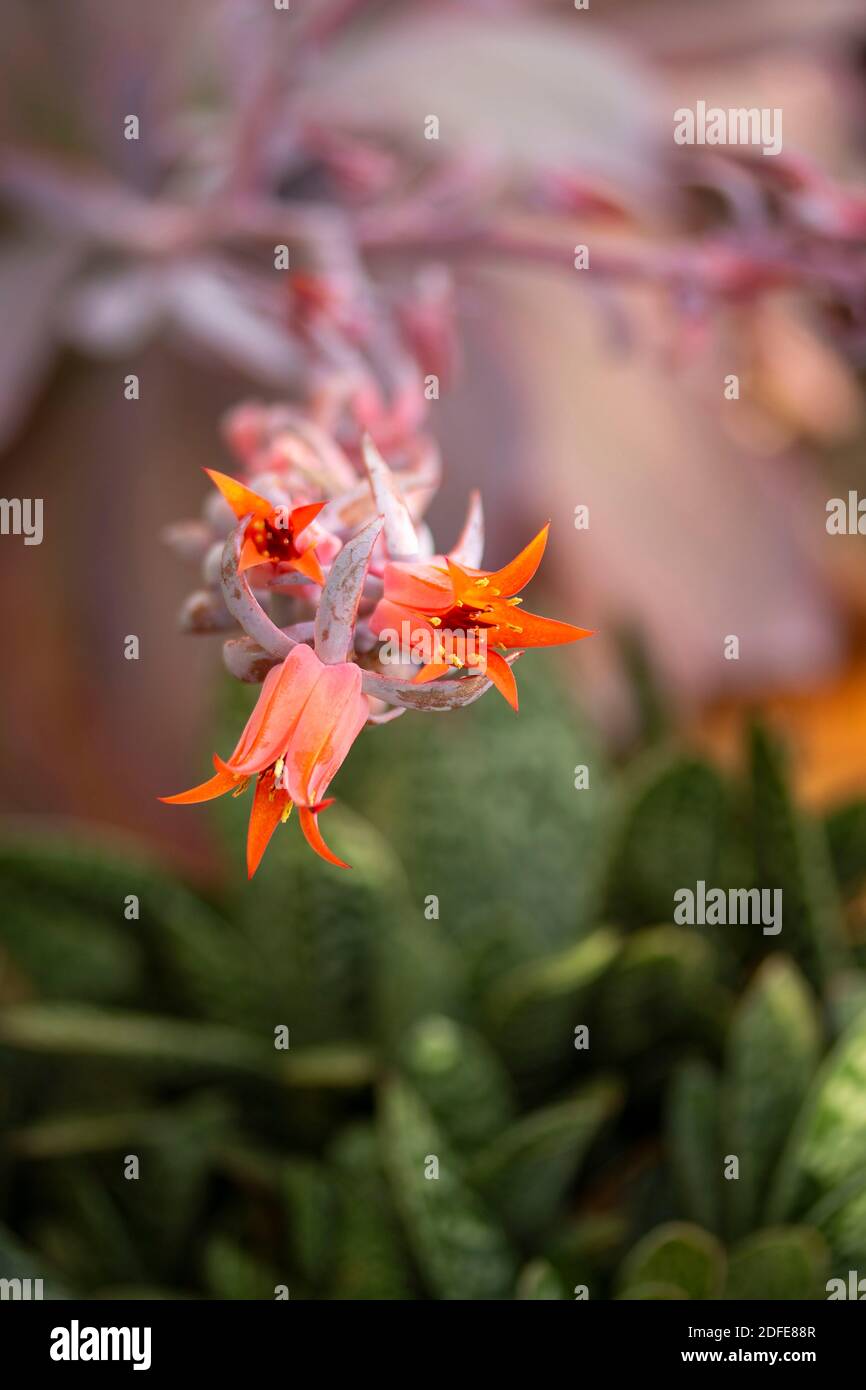 Echeveria Afterglow succulent in close-up, natural plant representation  Stock Photo - Alamy, image size:866x1390