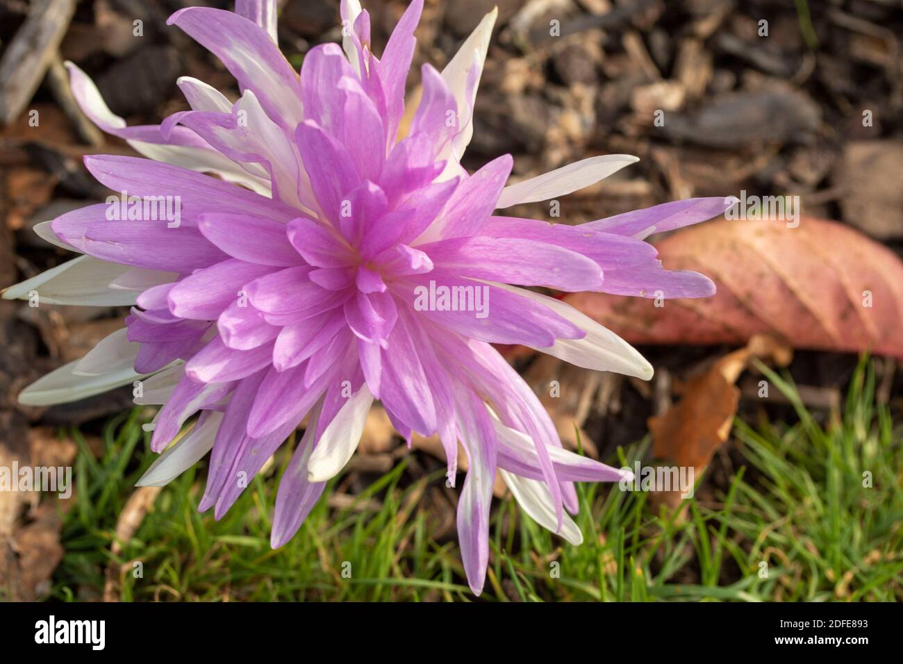 Colchicum ‘Waterlily’ flower close-up representation Stock Photo