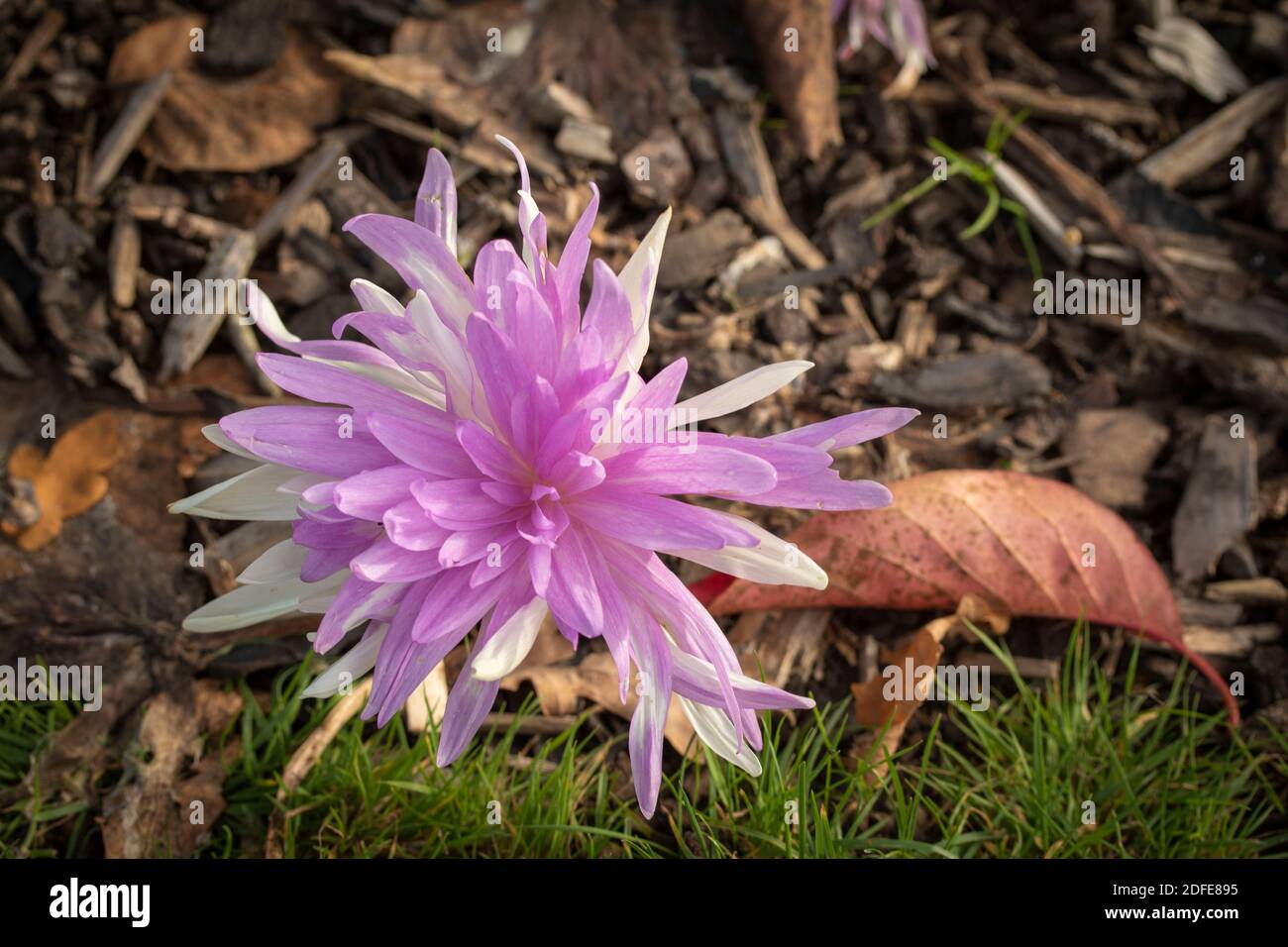 Colchicum ‘Waterlily’ flower close-up representation Stock Photo