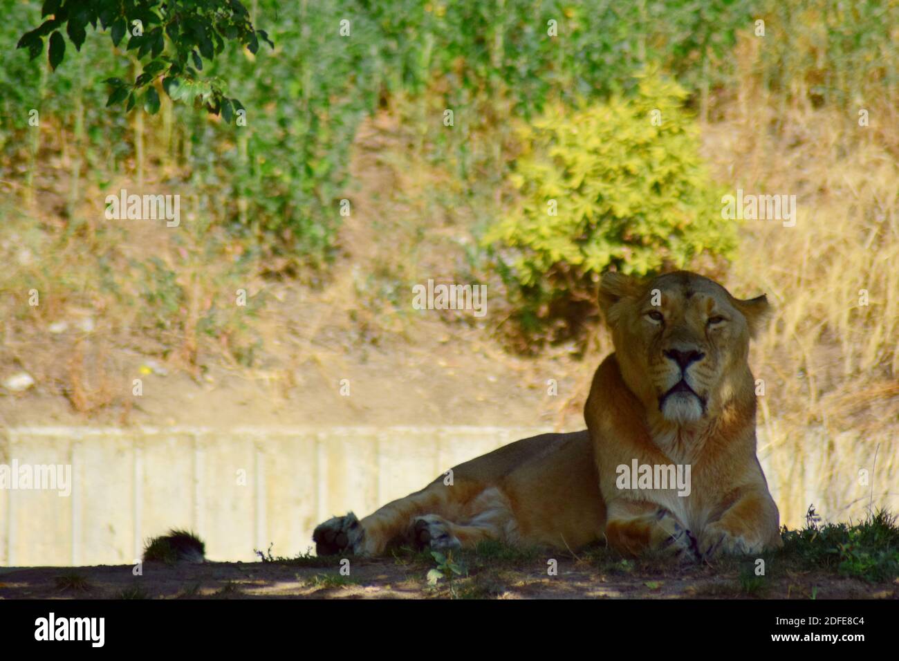 A group of lions Stock Photo
