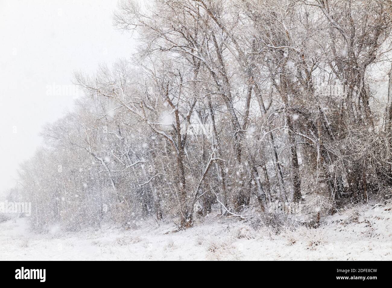 Fremont Cottonwood trees in November snow storm; Vandaveer Ranch; Salida; Colorado; USA Stock Photo