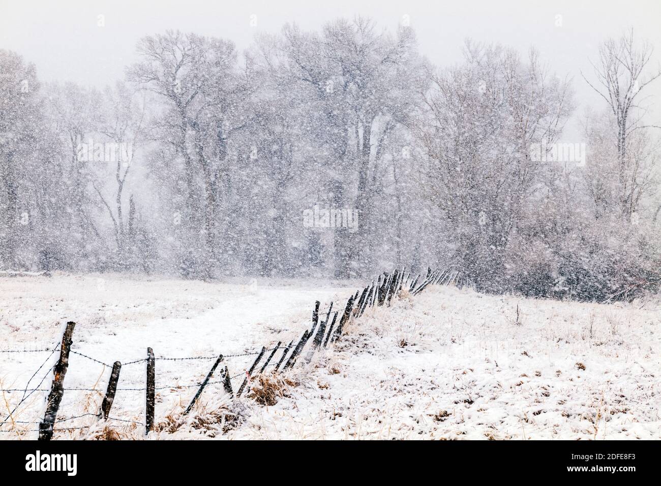 Fremont Cottonwood trees in November snow storm; Vandaveer Ranch; Salida; Colorado; USA Stock Photo