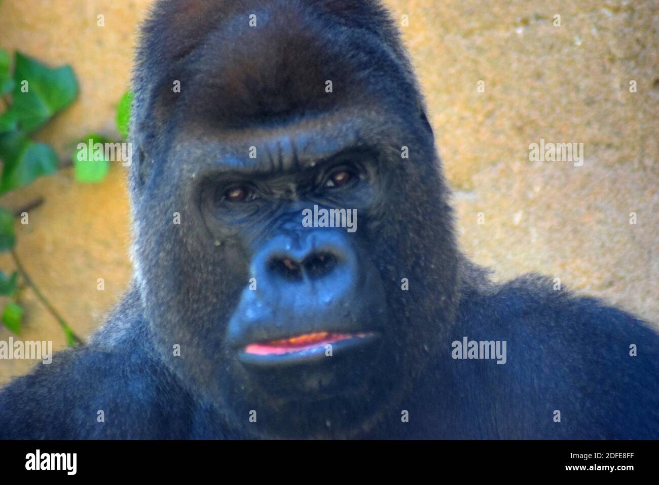 Gorilla muscle hires stock photography and images Alamy