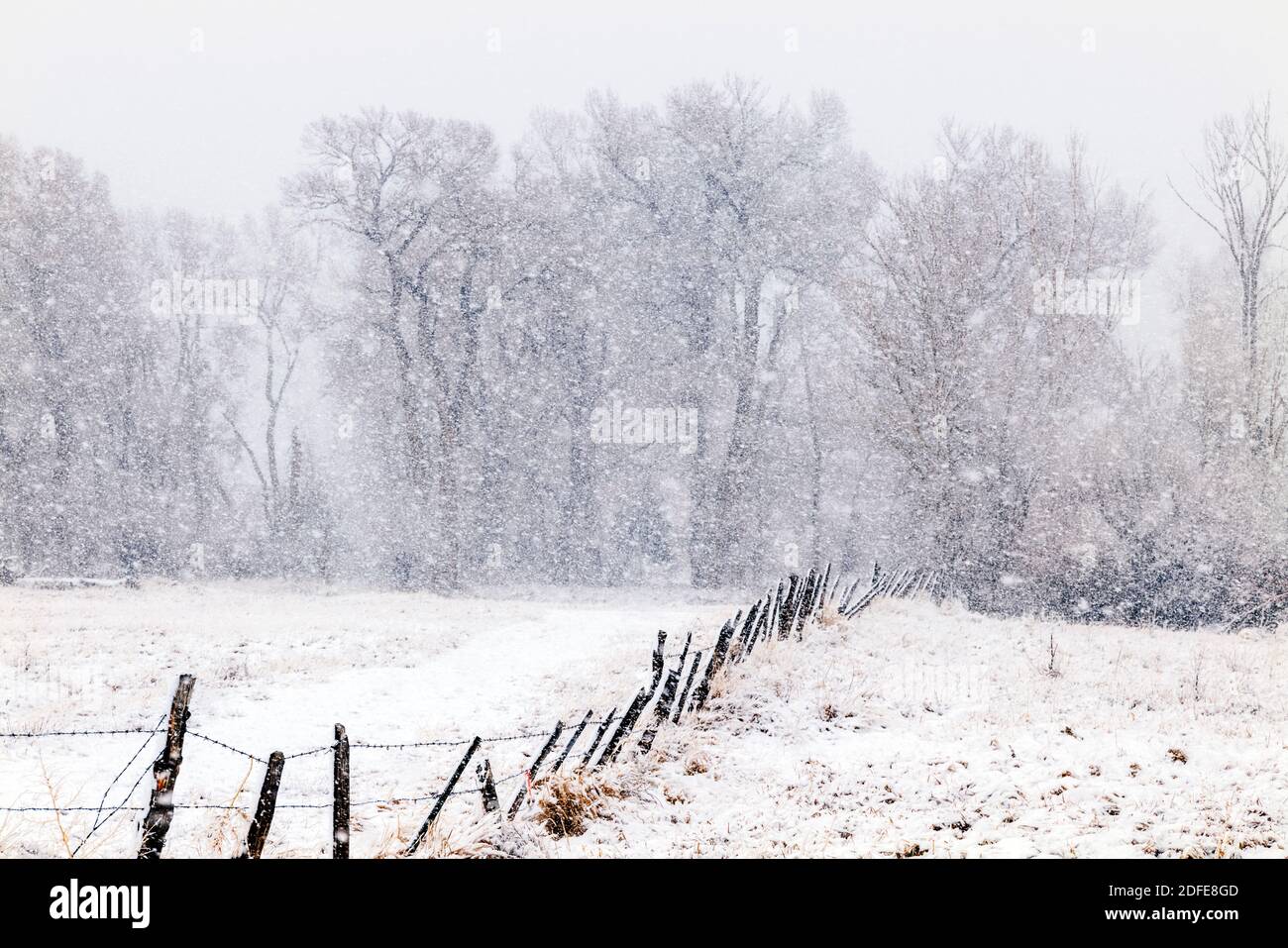 Fremont Cottonwood trees in November snow storm; Vandaveer Ranch; Salida; Colorado; USA Stock Photo