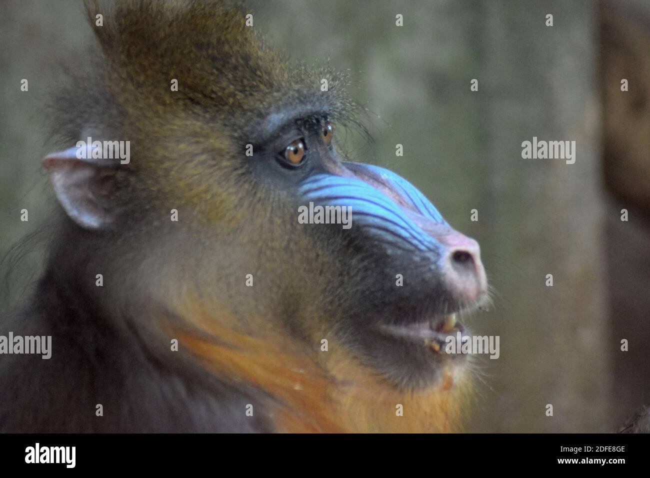 Mandrill Teeth High Resolution Stock Photography And Images Alamy