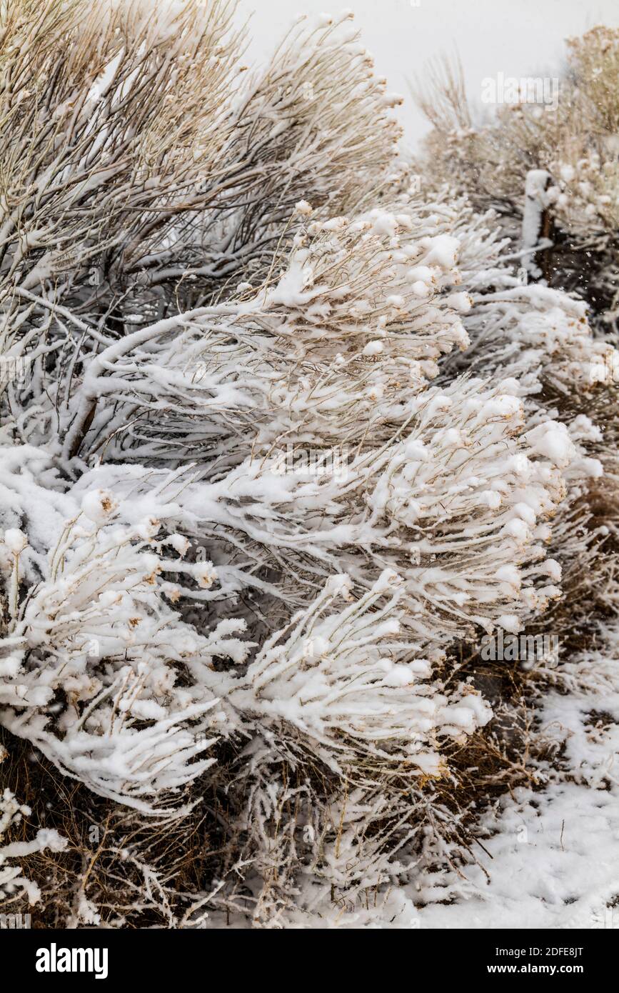 Shrub brush covered with fresh wet snow creates graphic patterns; Vandaveer Ranch; Salida; Colorado; USA Stock Photo
