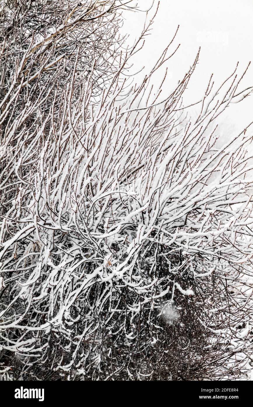 Shrub brush covered with fresh wet snow creates graphic patterns; Vandaveer Ranch; Salida; Colorado; USA Stock Photo