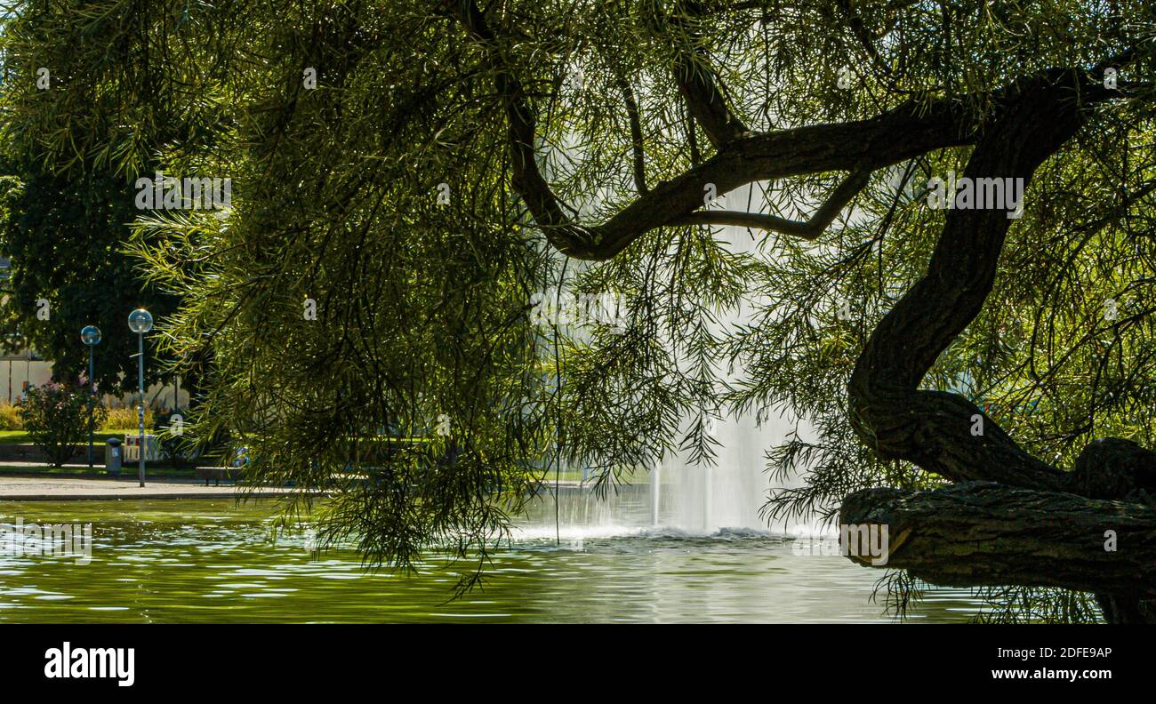 Tree branches hanging over water hi-res stock photography and images ...