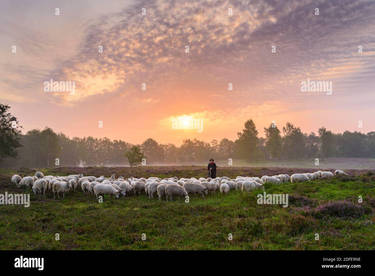 Schafherde im Morgenlicht, Oldenburger Münsterland Stock Photo