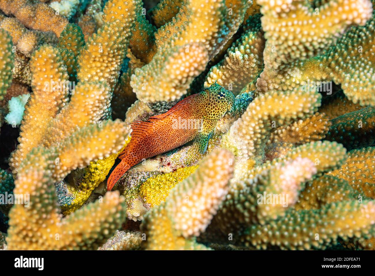 This male shortbodied blenny, Exallias brevis, has made a home deep down into this antler coral. It is guarding two separate egg masses that were depo Stock Photo