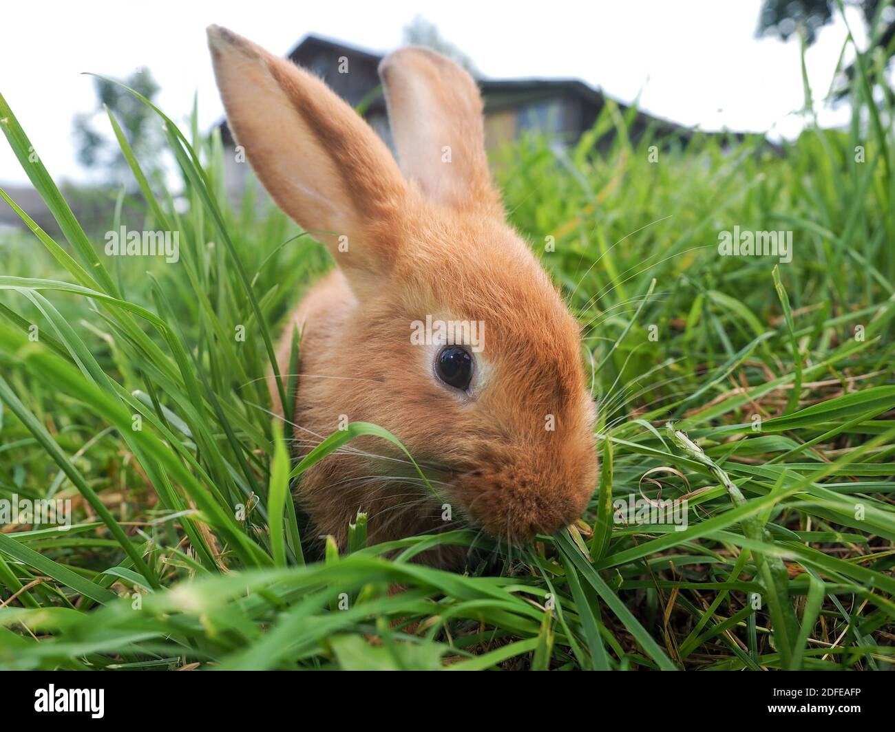 Red rabbit eats juicy green grass in the field Stock Photo - Alamy