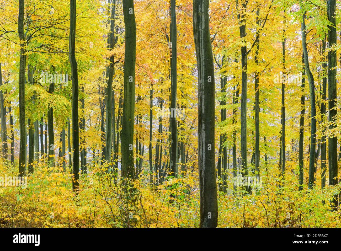 Herbstwald - Buchenwald, Jahreszeiten, Stock Photo