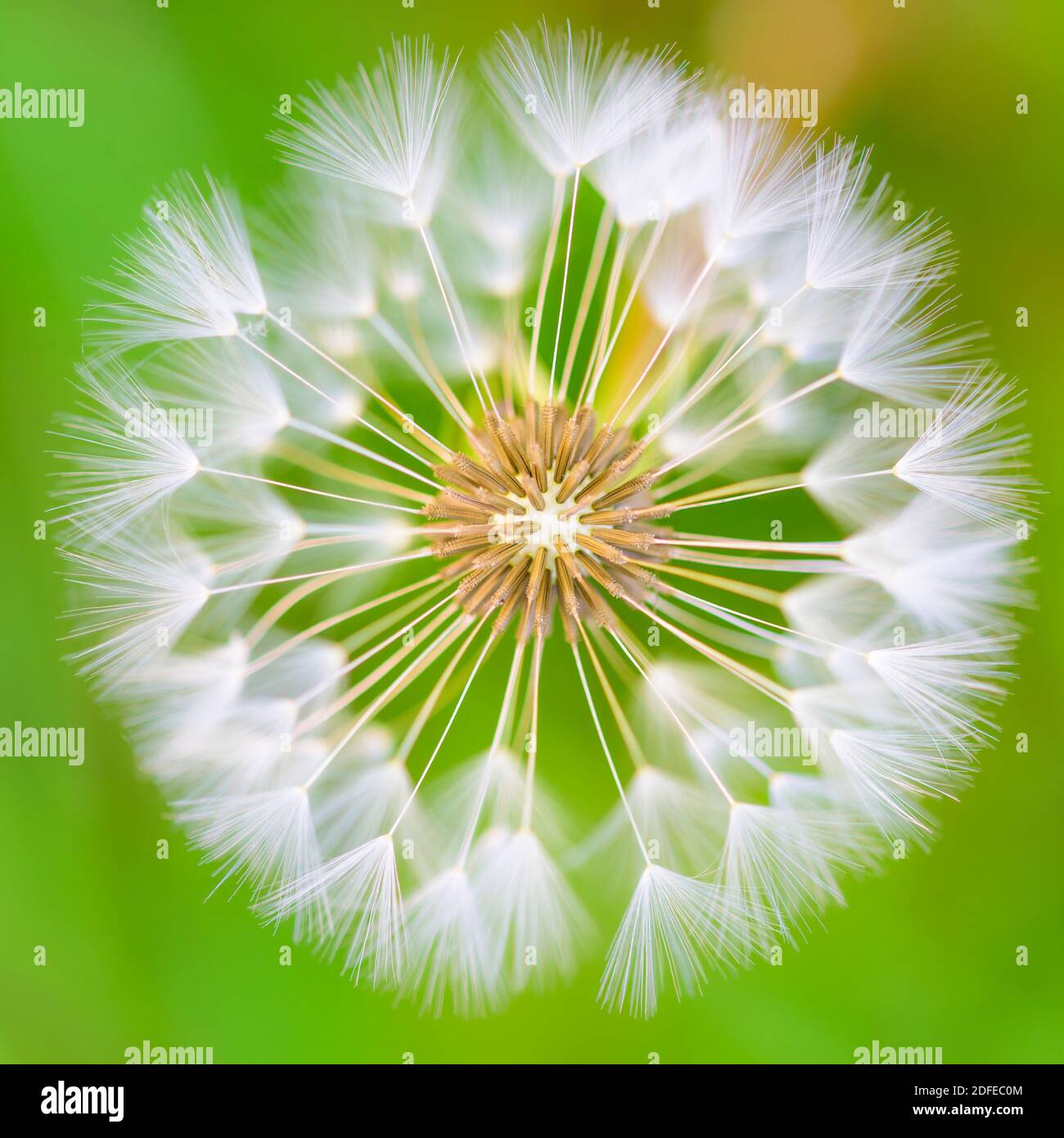 Löwenzahn, Fruchtstand, blühend, Samen, Stock Photo