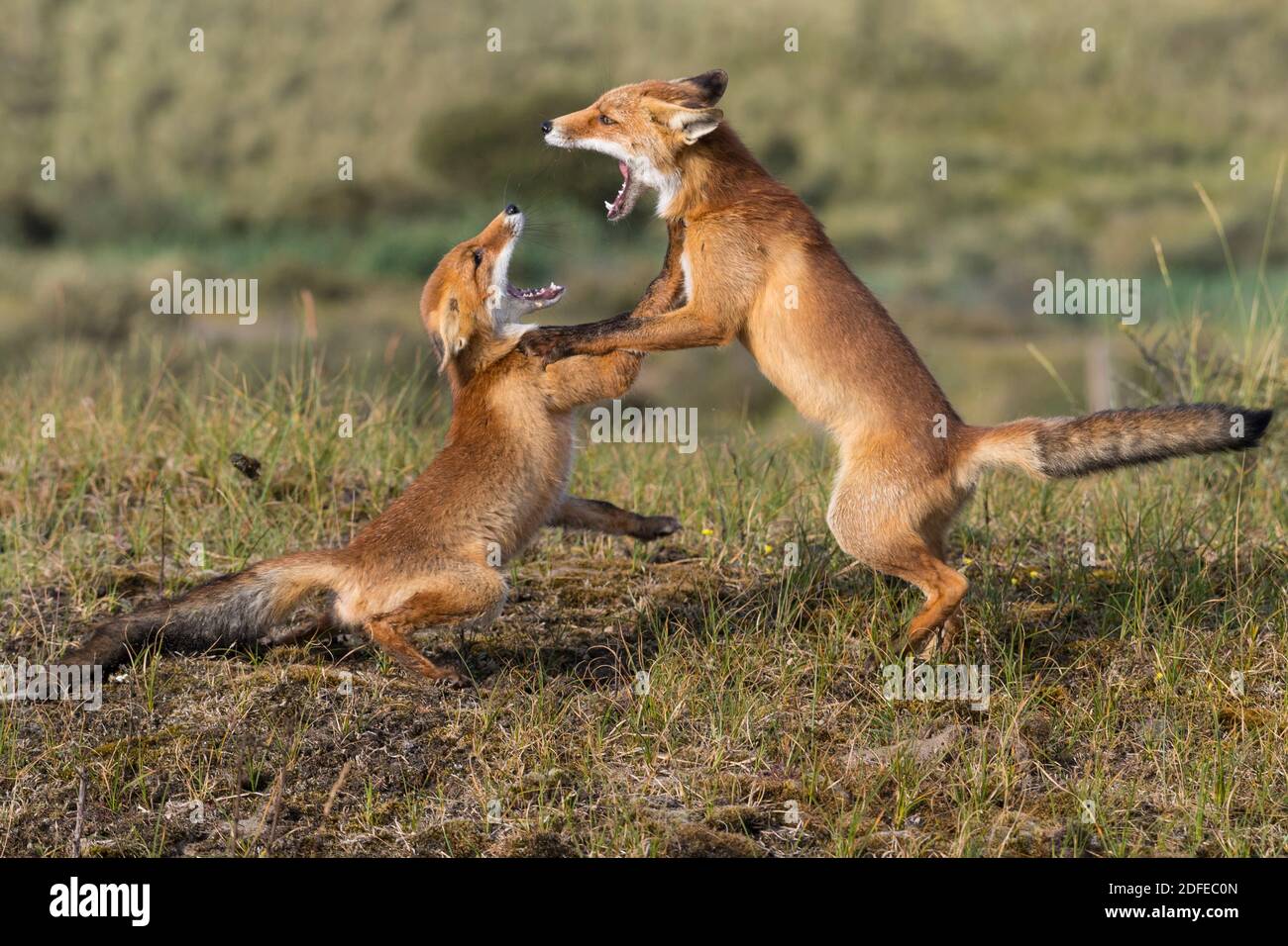 Zwei spielende junge Füchse, (Vulpes vulpes), Stock Photo