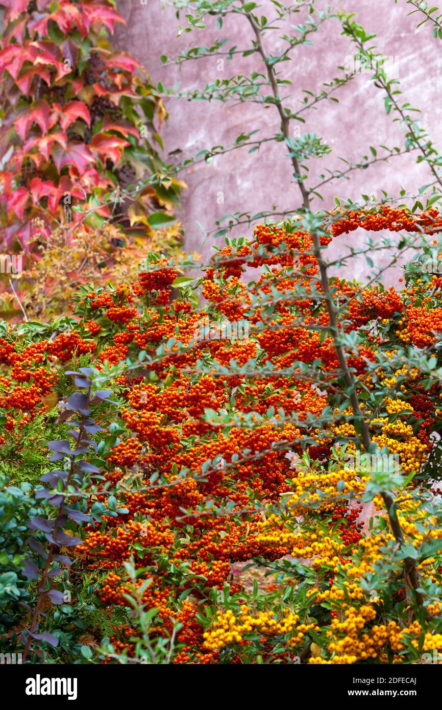 Pyracantha berries Orange Yellow Pyracanthas bush at wall Stock Photo