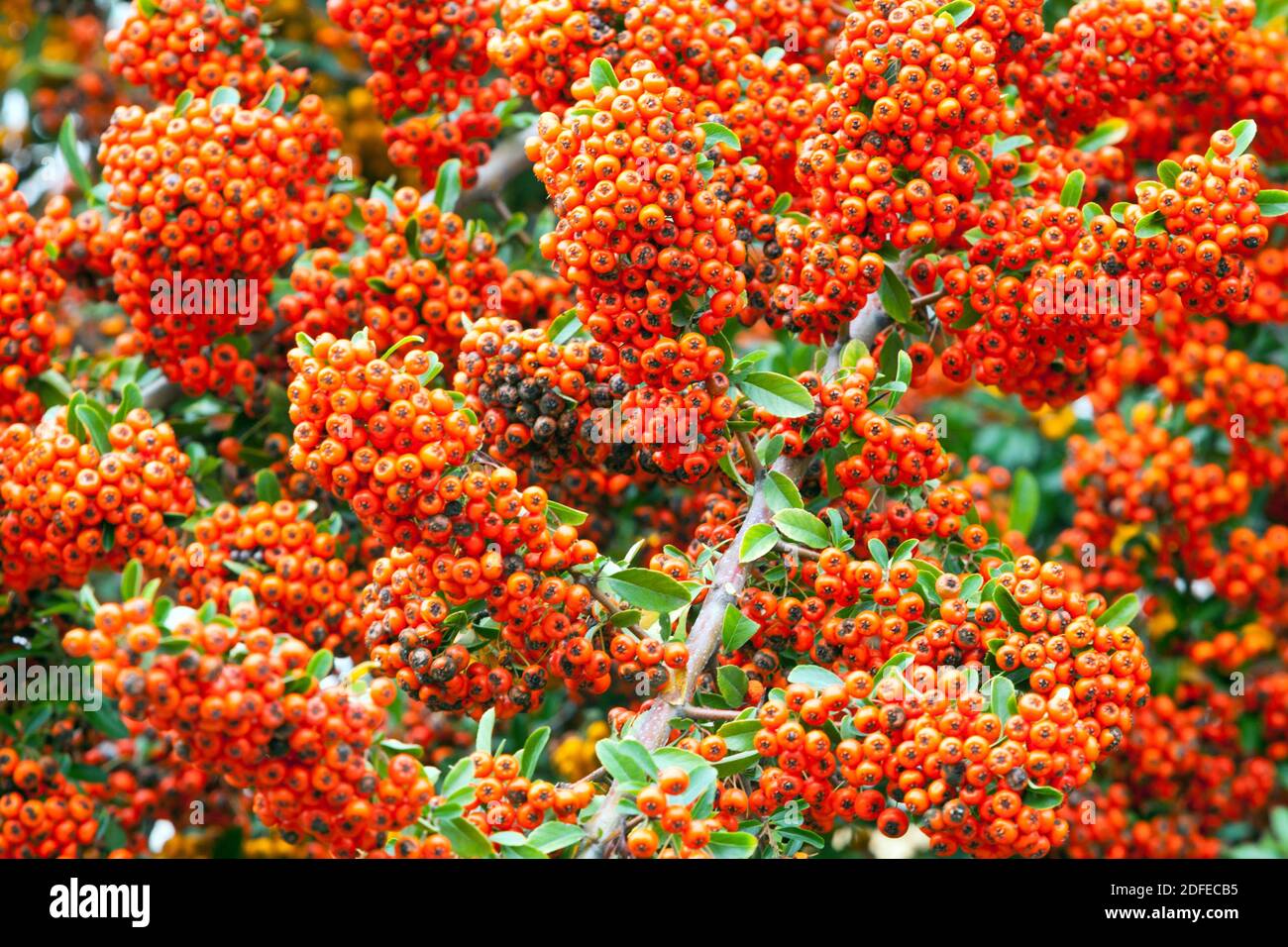 Orange Pyracantha berries Pyracanthas bush Stock Photo