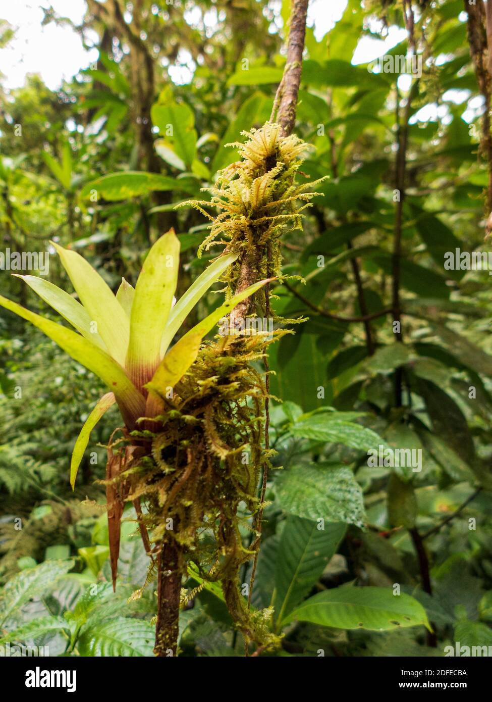 Hike through the rainforest of Costa Rica. Bromeliads, ferns, selaginella and other epiphytes grow on the trees. So many different green tones. Stock Photo