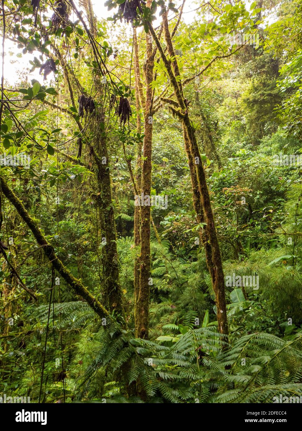 Hike through the rainforest in Costa Rica. The trees strive against the light and have grown