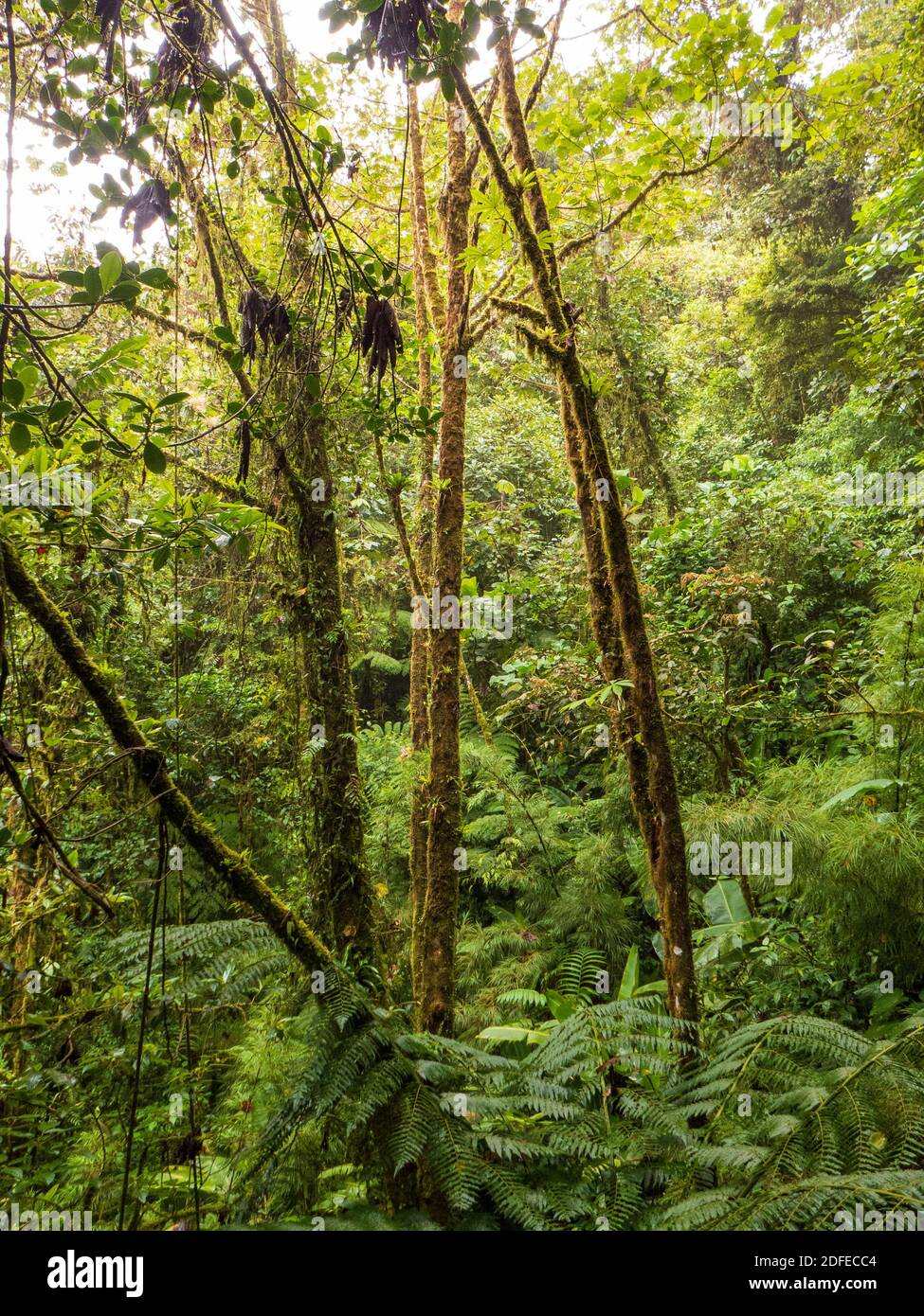 Hike through the rainforest in Costa Rica. The trees strive against the light and have grown very tall. Epiphytes overgrow every tree. Stock Photo
