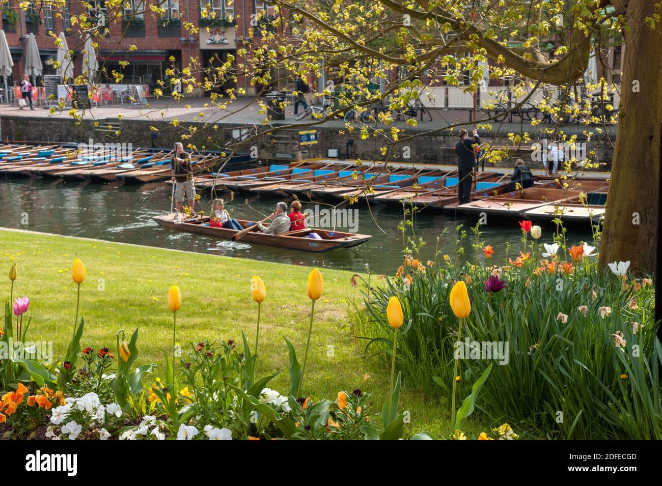 CAMBRIDGE, UK:  Punts and Punters on the River Cam seen  through spring flowers and foliage at Quayside Stock Photo