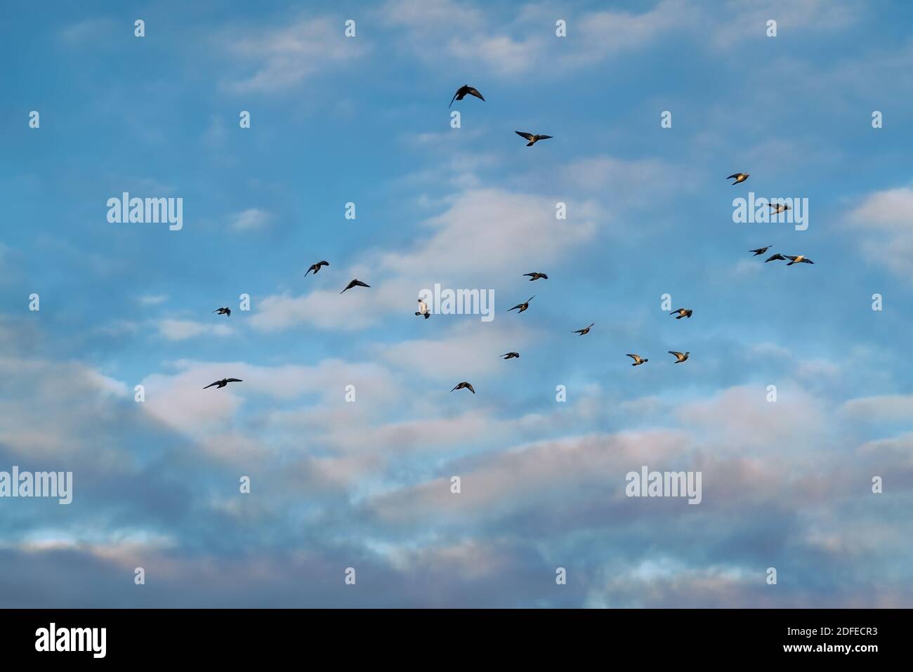 A flock of birds flying in the blue sky with white clouds. Many flying ...