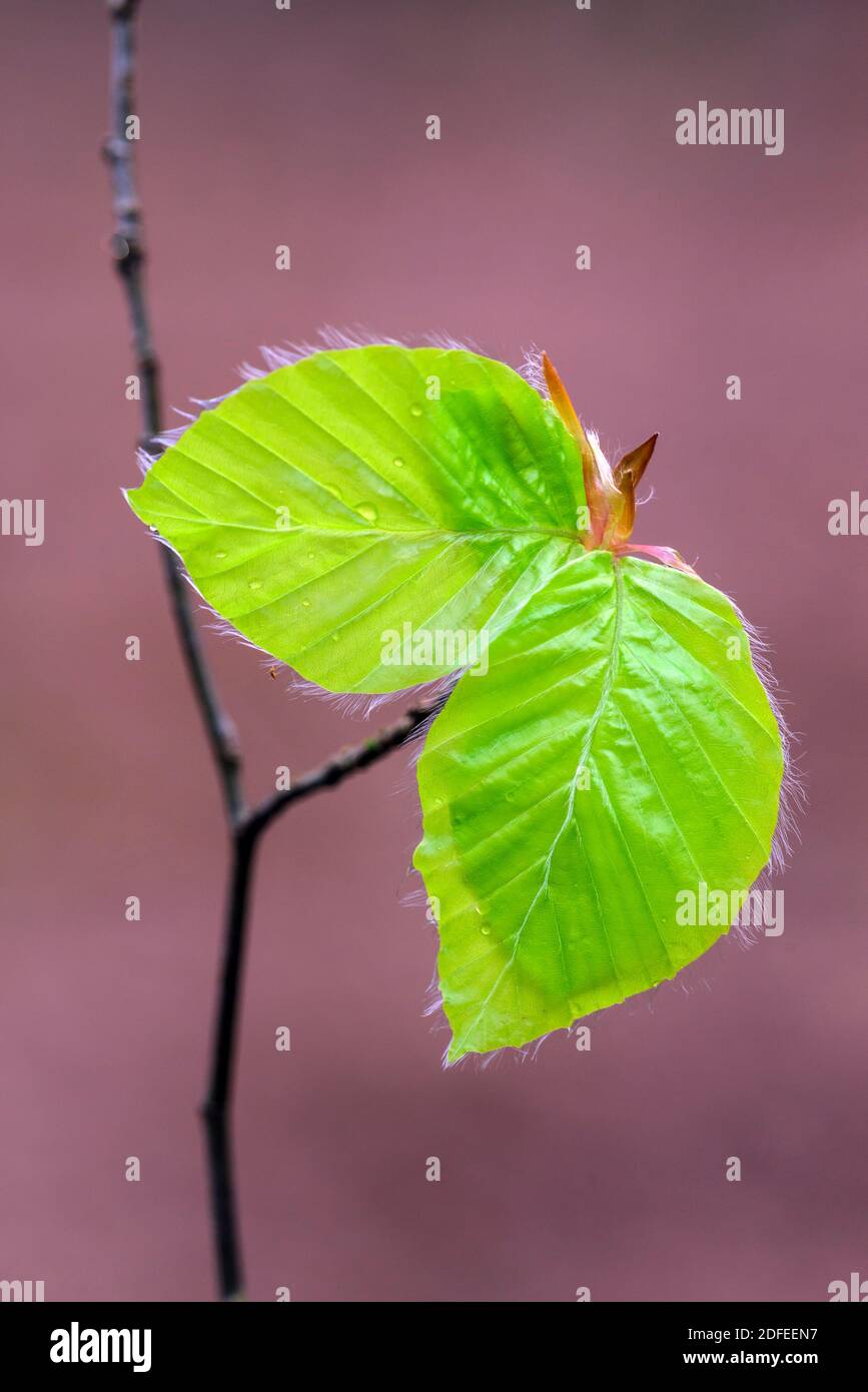 Buche, Buchenlaub, Knospe, Trieb, Triebe, Buchenblatt, Stock Photo