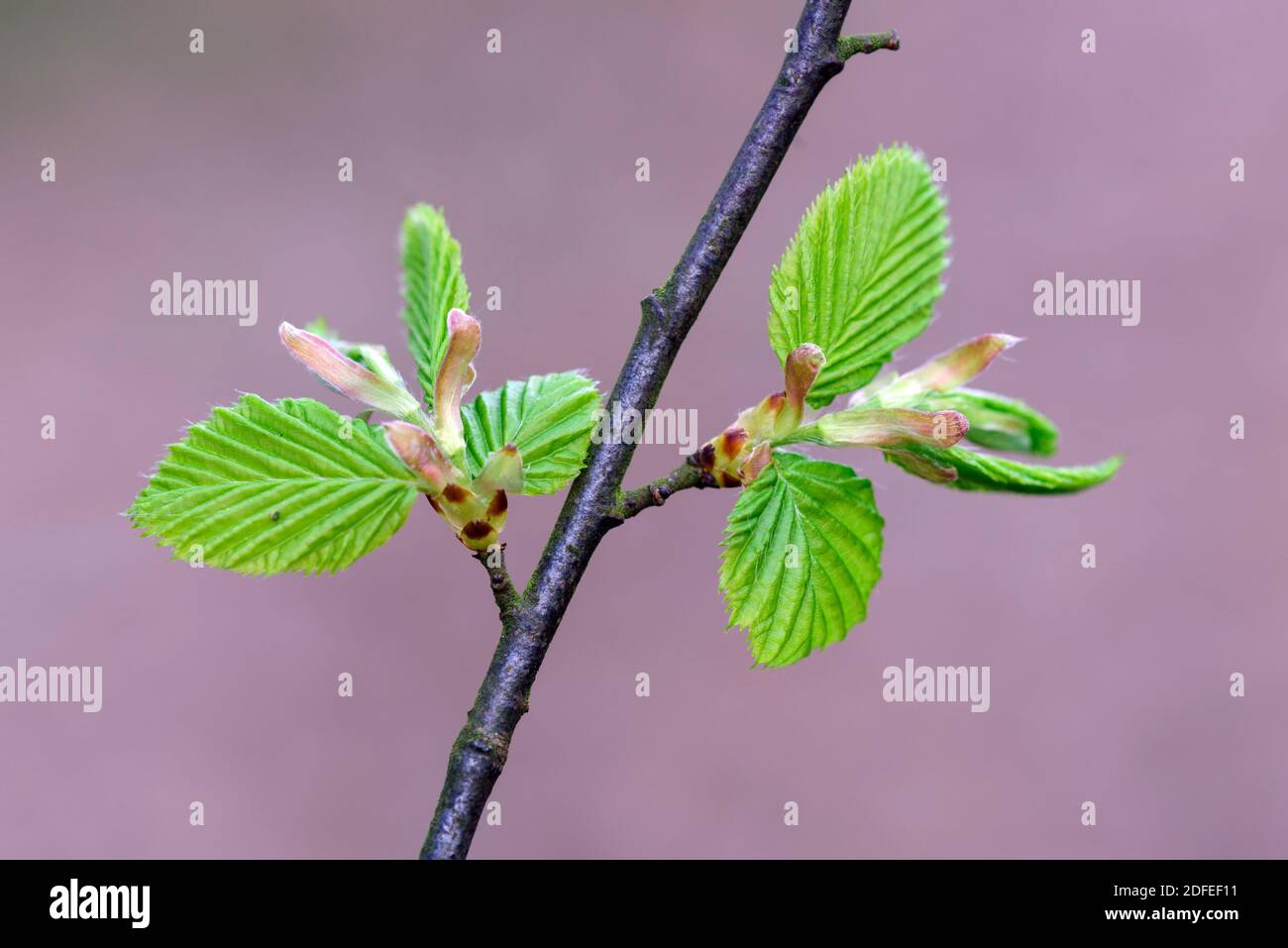 Buche, Buchenlaub, Knospe, Trieb, Triebe, Buchenblatt, Stock Photo