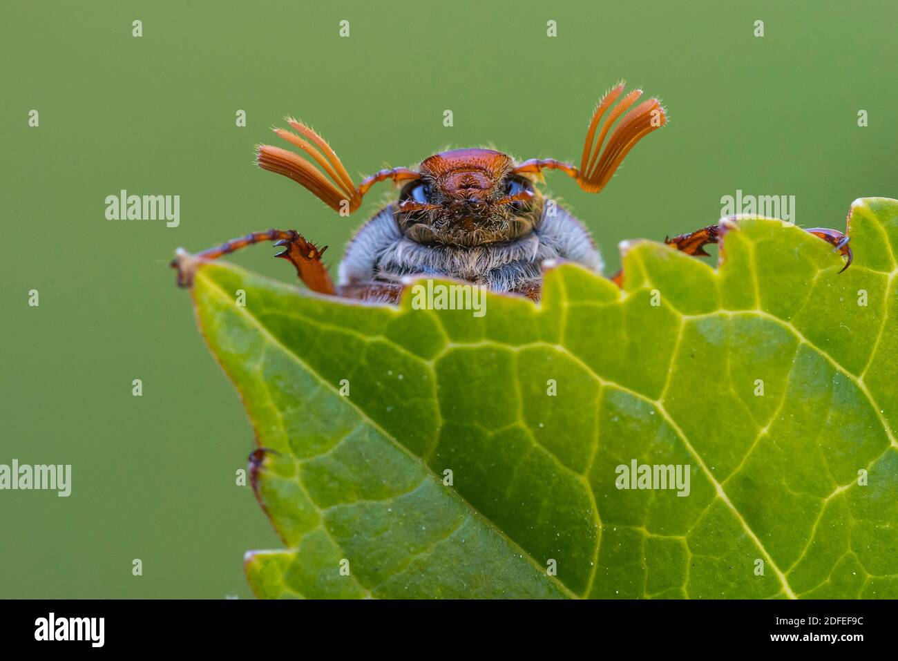 Lebensraum insekt hi-res stock photography and images - Alamy