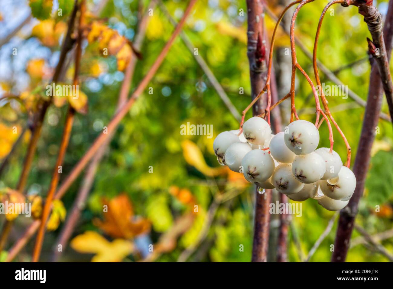 White berries on a Kashmir rowan, Sorbus cashmiriana. Stock Photo