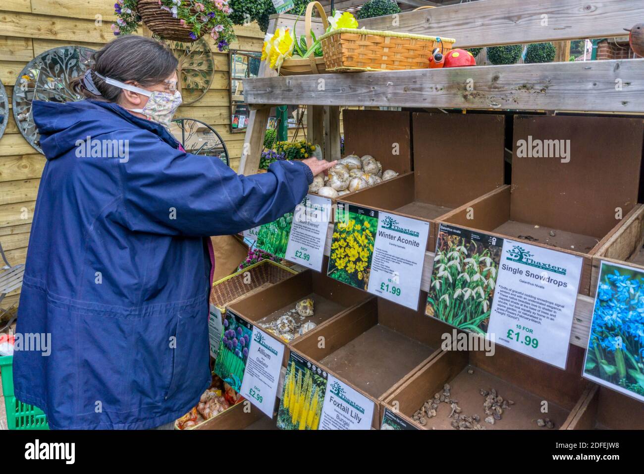 Woman wearing face mask during 2020 coronavirus pandemic buying Allium bulbs from a garden centre. Stock Photo