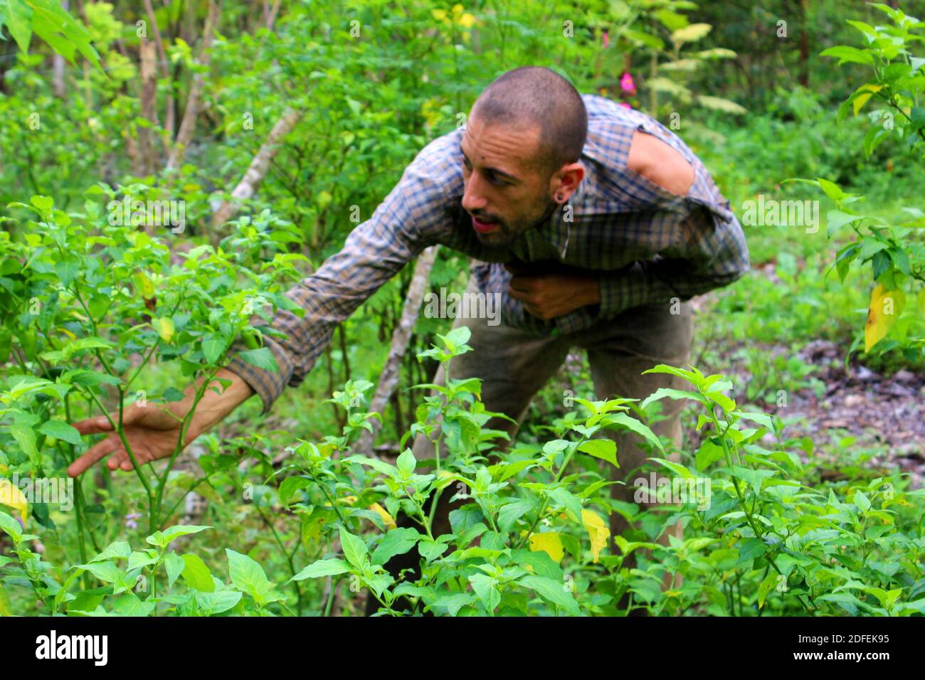 A man is collecting seeds from plants on the farm. Stock Photo