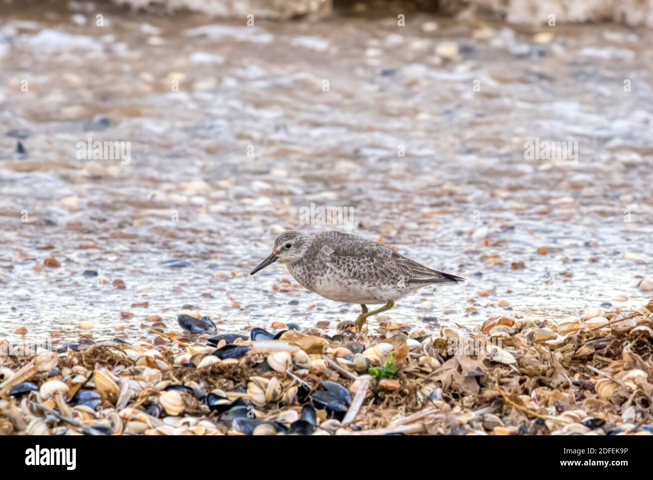 Knot, Calidris canutus, feeding along the high tide line at Snettisham beach on the east coast of the Wash in Norfolk. In winter plumage. Stock Photo