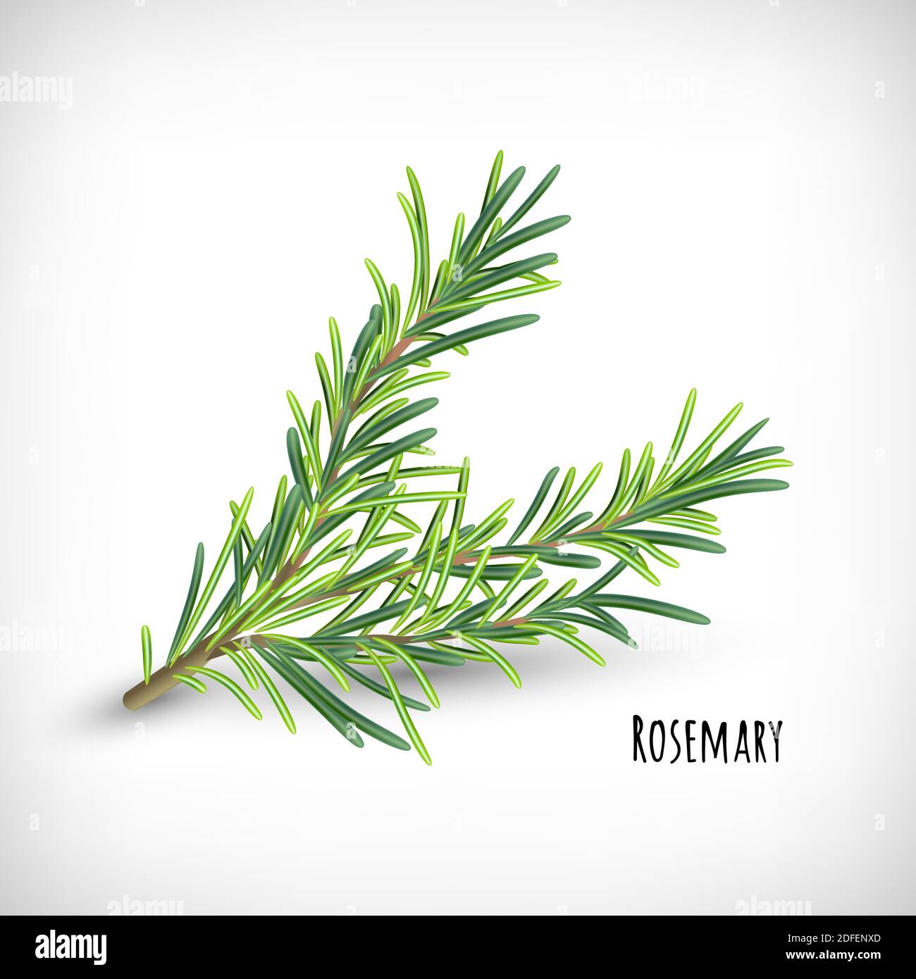 Rosemary plant. Spice herbs concept. Isolated rosemary twig on