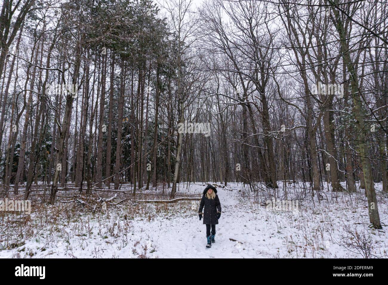 Walking among trees pine forest hi-res stock photography and images - Alamy