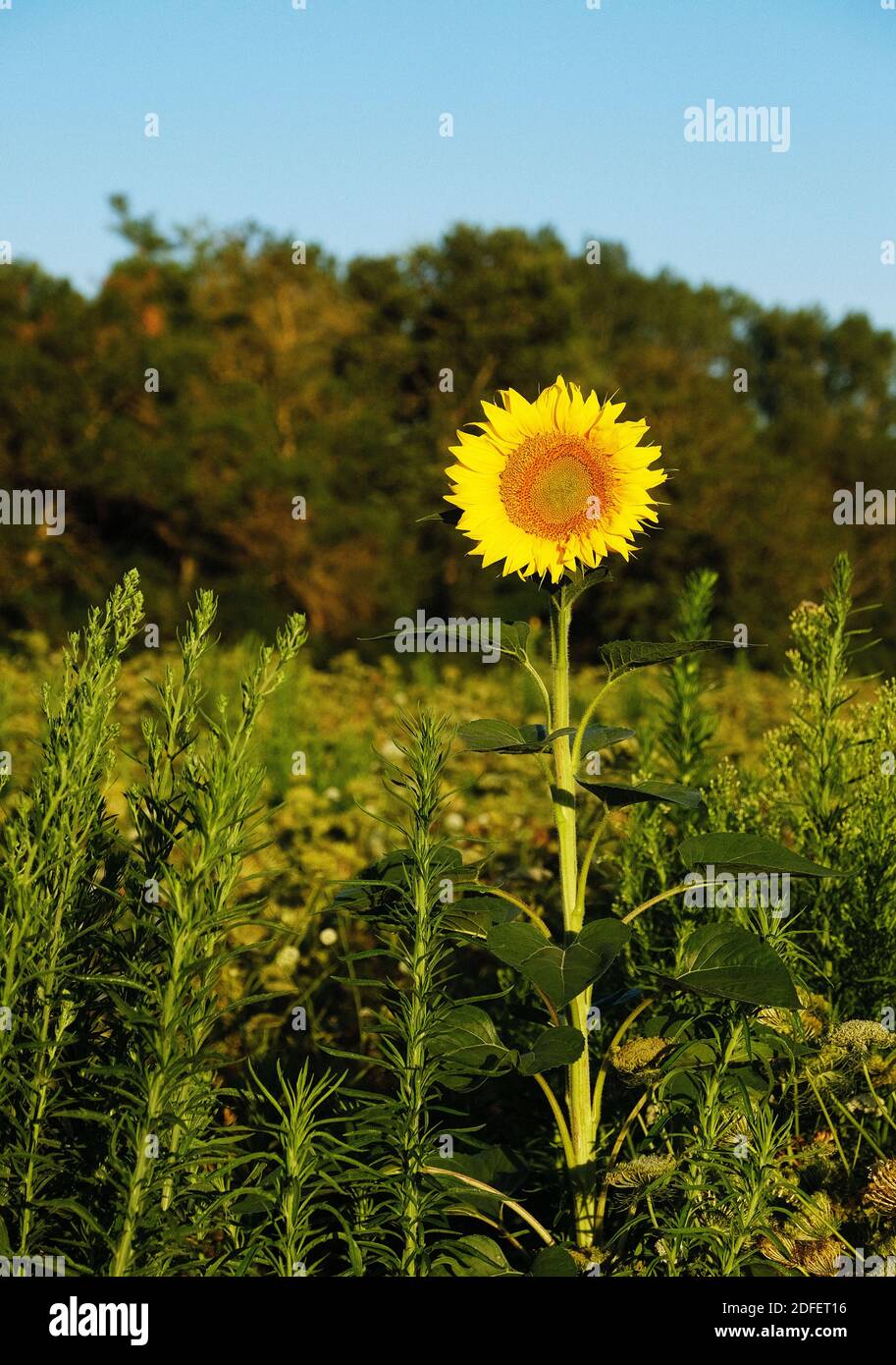 Be different. A sunny flower grows alone in a carrot field in Salles
