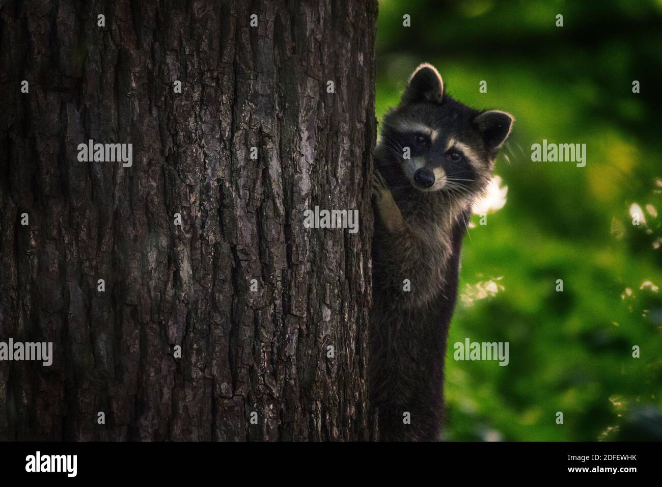 A young raccoon looks at the camera while climbing a walnut tree to get a better look at me.  Taken in summer. Stock Photo