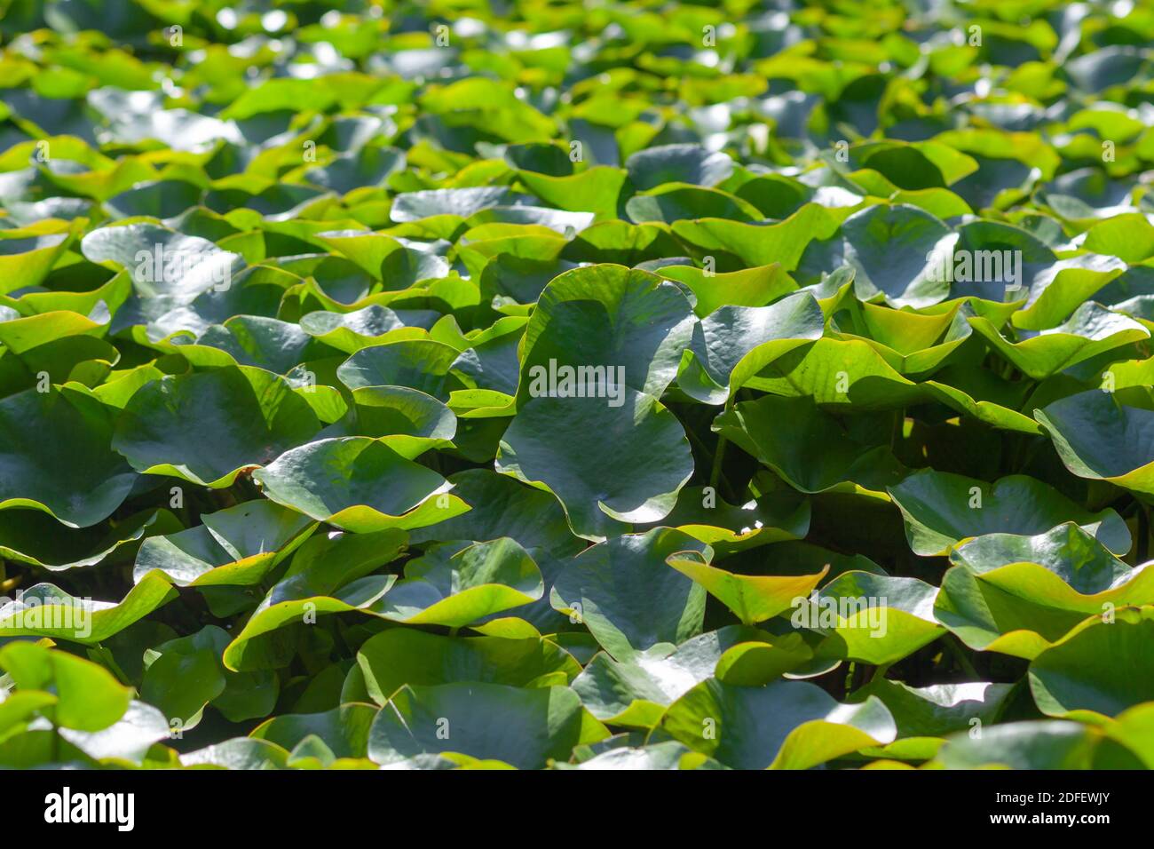 Water with green lotus leaves Stock Photo - Alamy