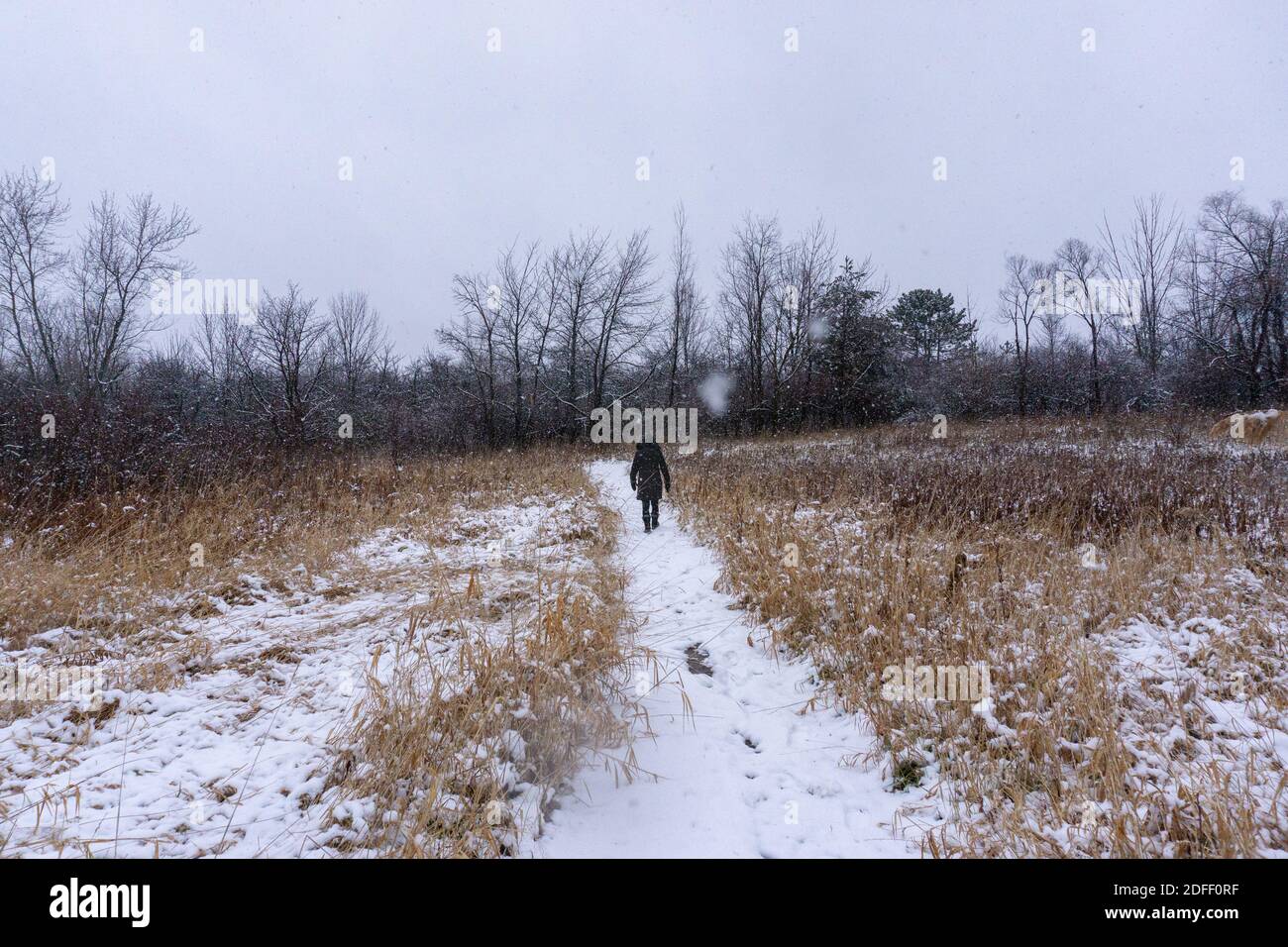 Woman walking away from camera down snowy path Stock Photo